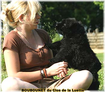 bouvier des flandres photo chiot - Elevage Clos Luette - COPYRIGHT DEPOSE